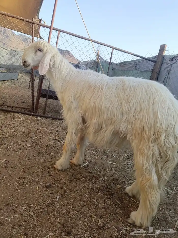 خروف نجدي عيسي جذع فاخر نظافه شرط وشحم 1