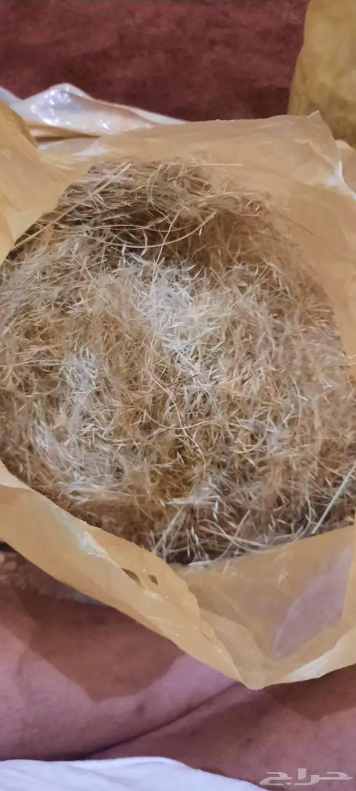 بذور سبط وضعه ثمام ونصي 5