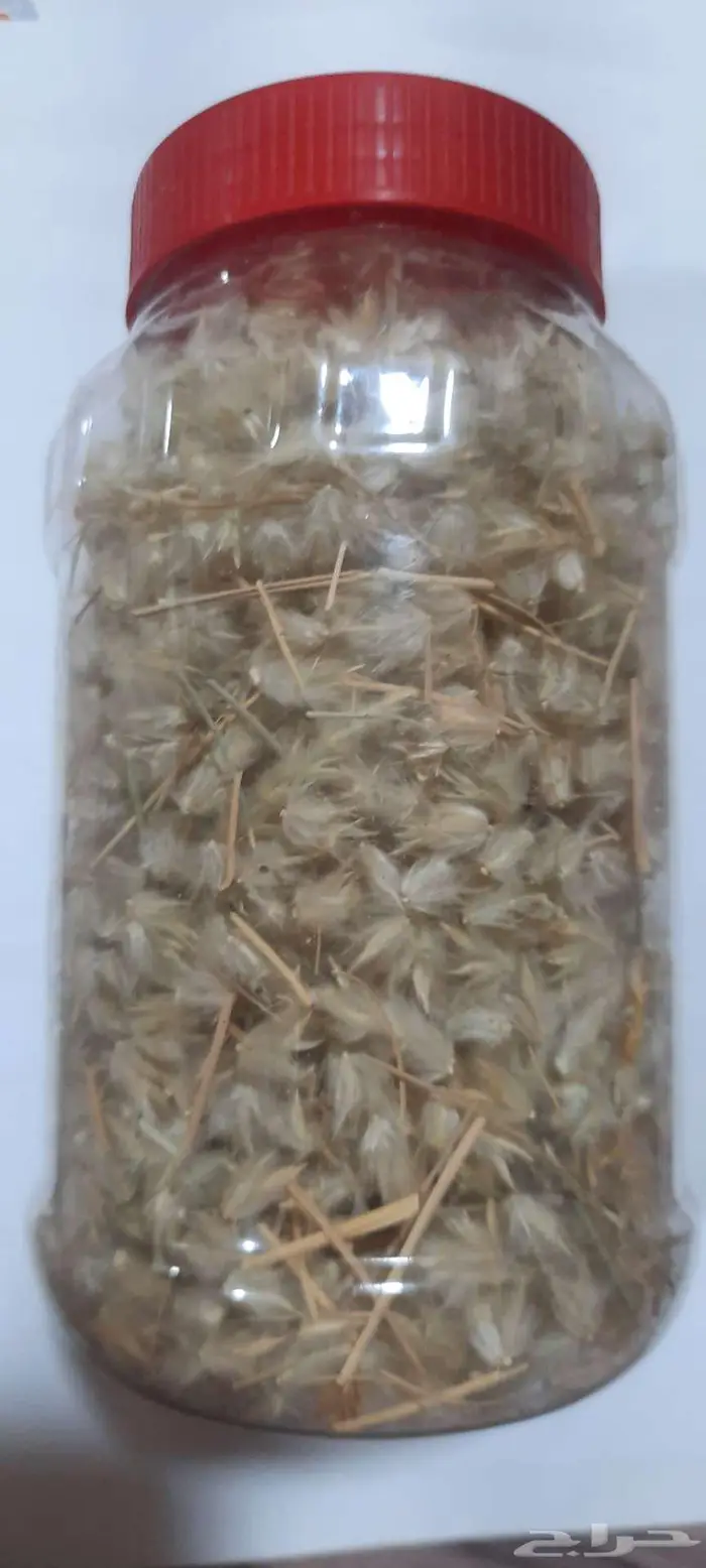 بذور سبط وضعه ثمام ونصي 4