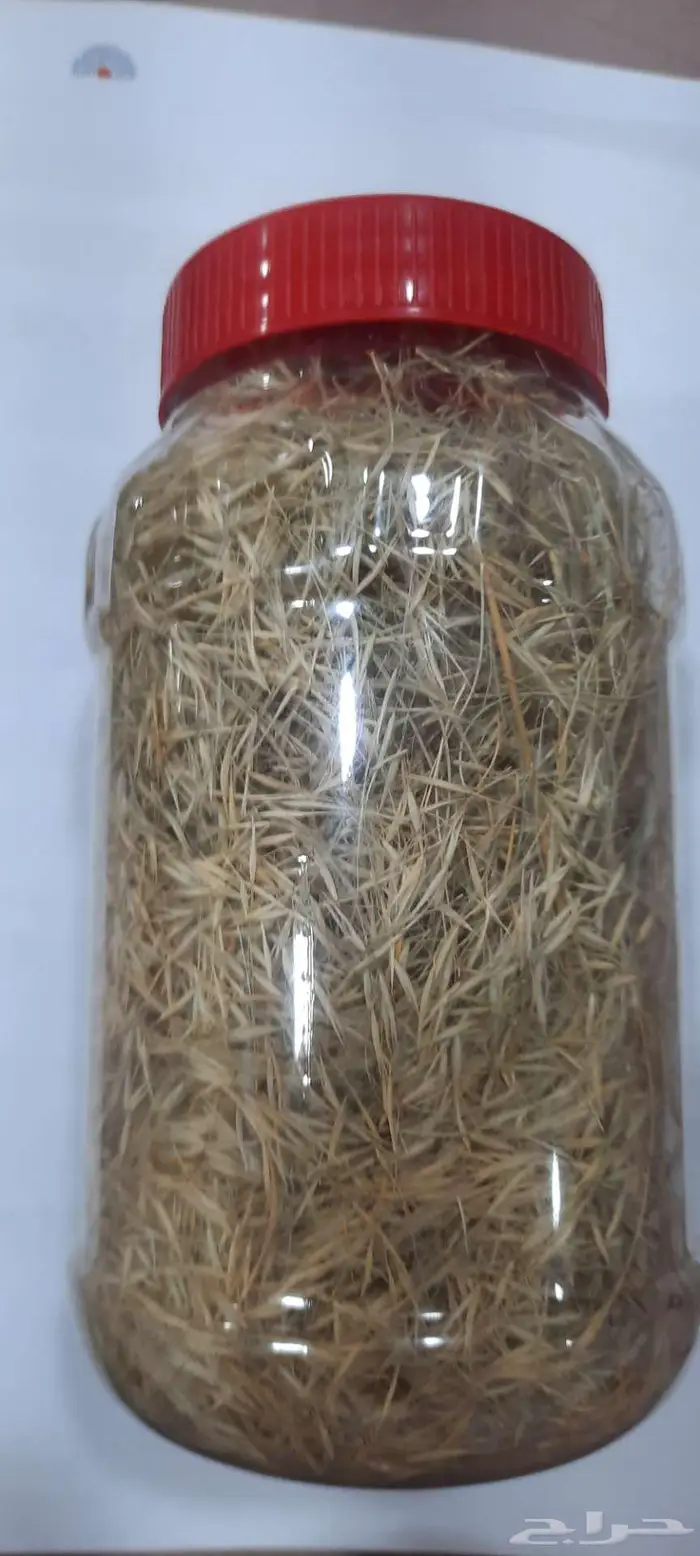 بذور سبط وضعه ثمام ونصي 2