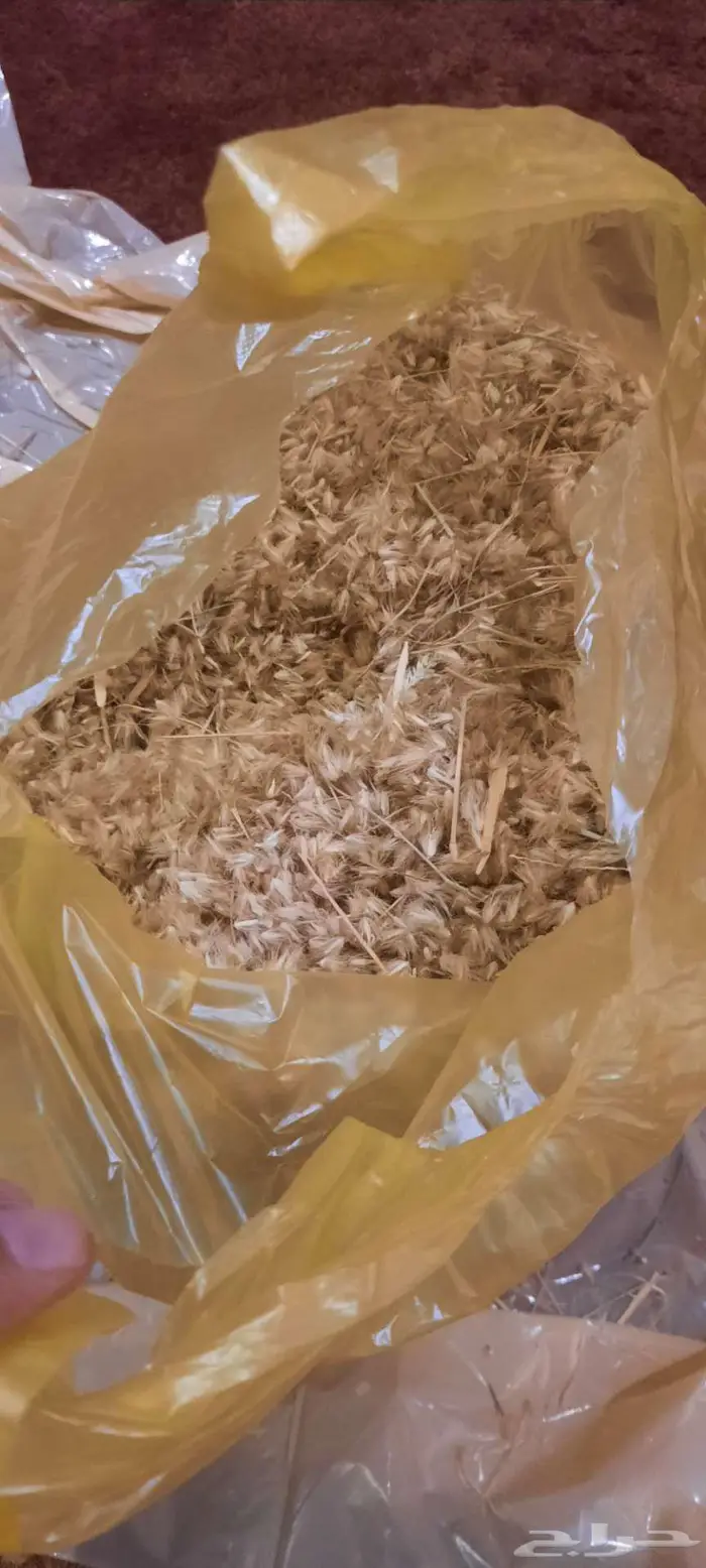 بذور سبط وضعه ثمام ونصي 1