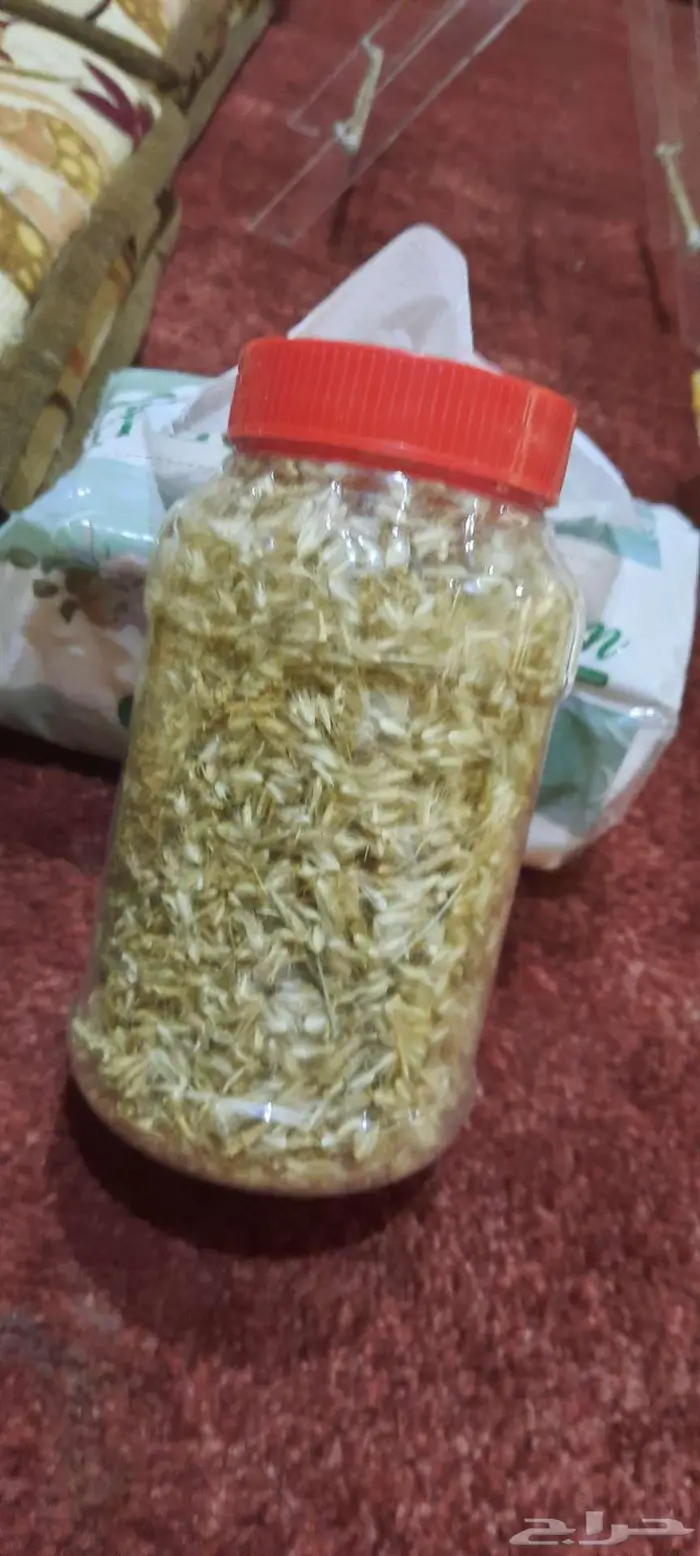 بذور سبط وضعه ثمام ونصي 0