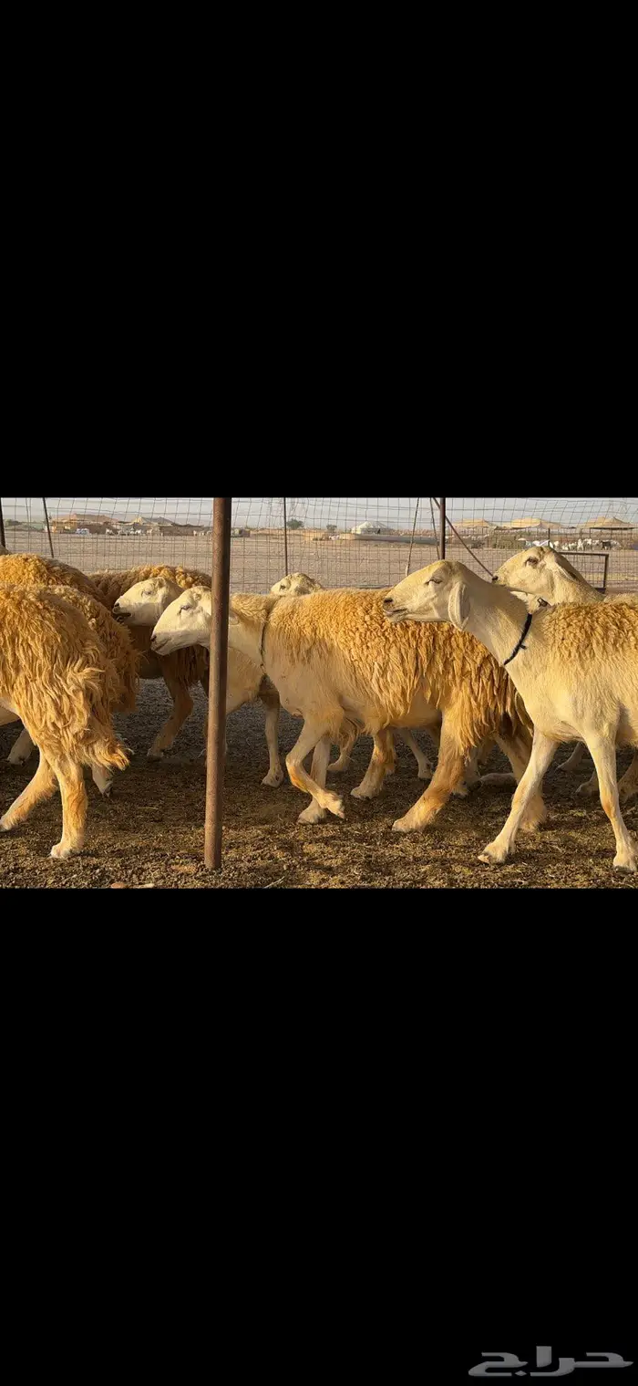 غنم حريات مراح صنف الصنف 4