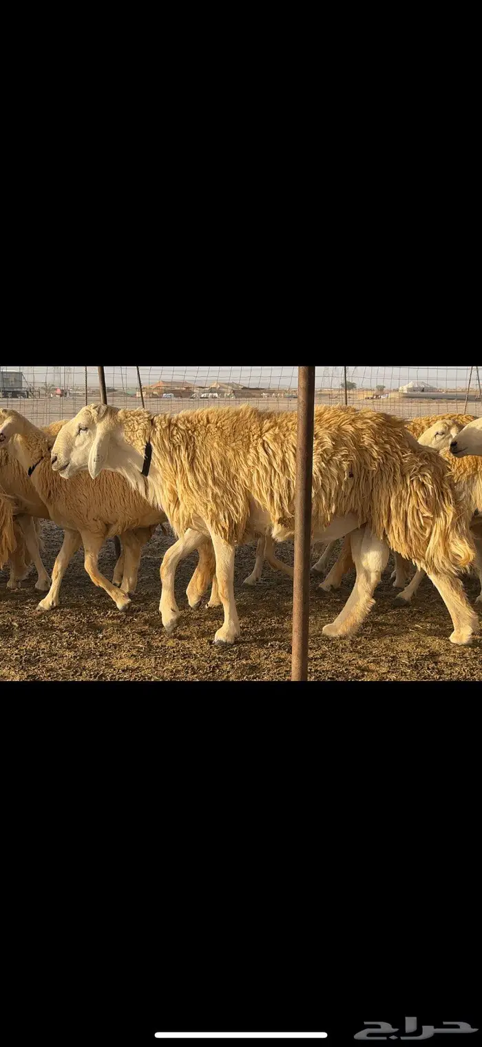 غنم حريات مراح صنف الصنف 2