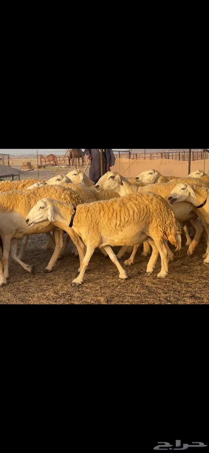 غنم حريات مراح صنف الصنف 9