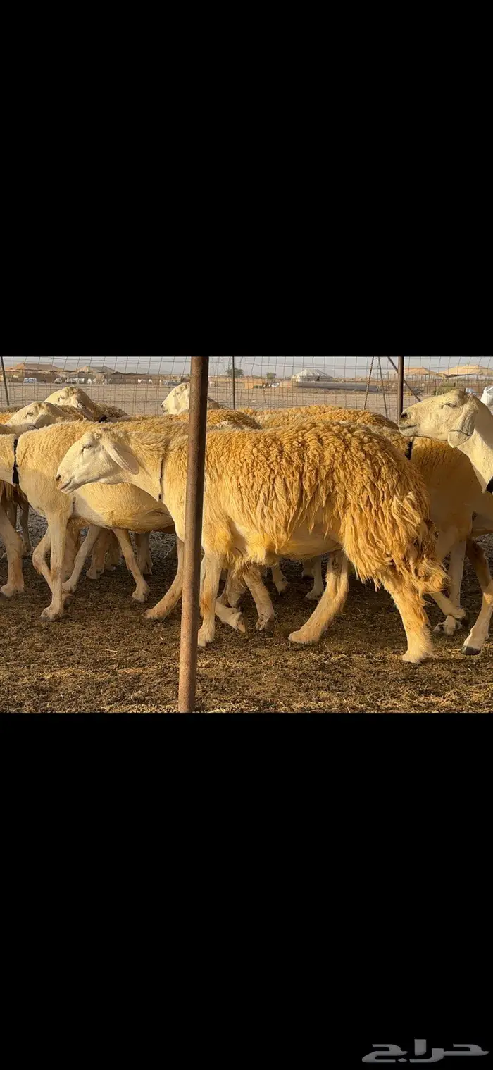 غنم حريات مراح صنف الصنف 11