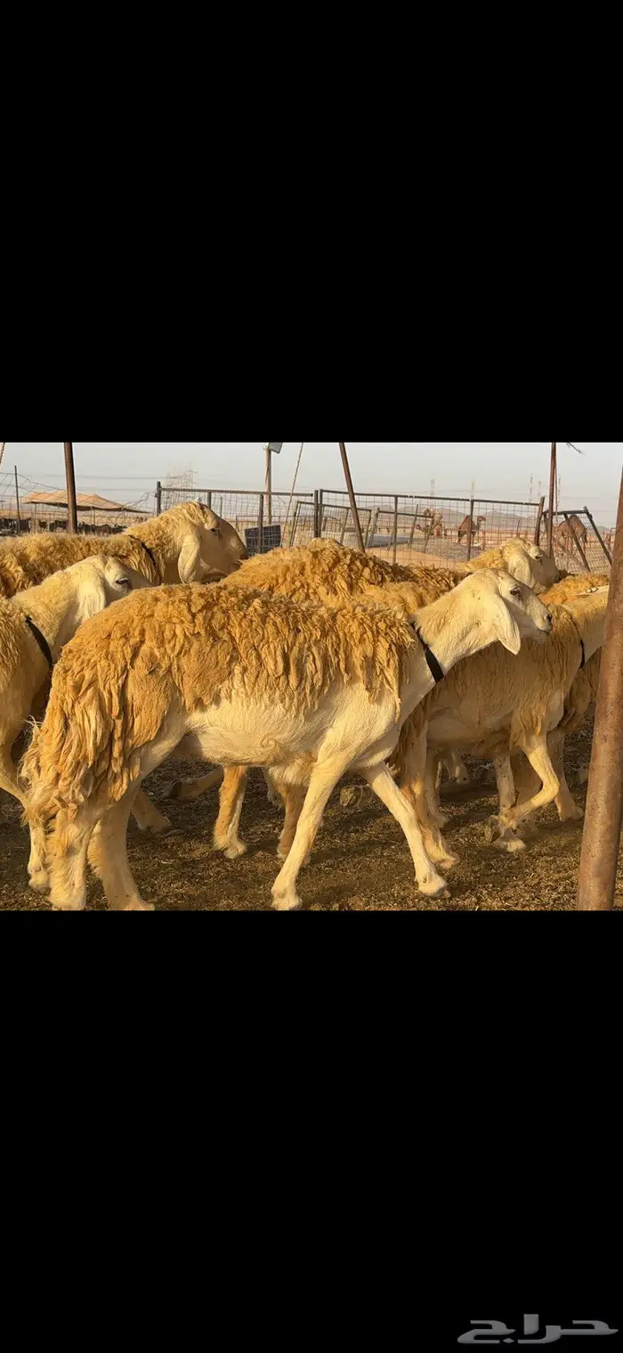 غنم حريات مراح صنف الصنف 15