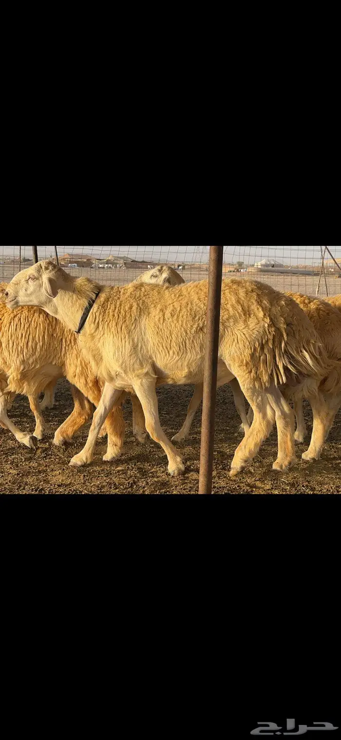 غنم حريات مراح صنف الصنف 0