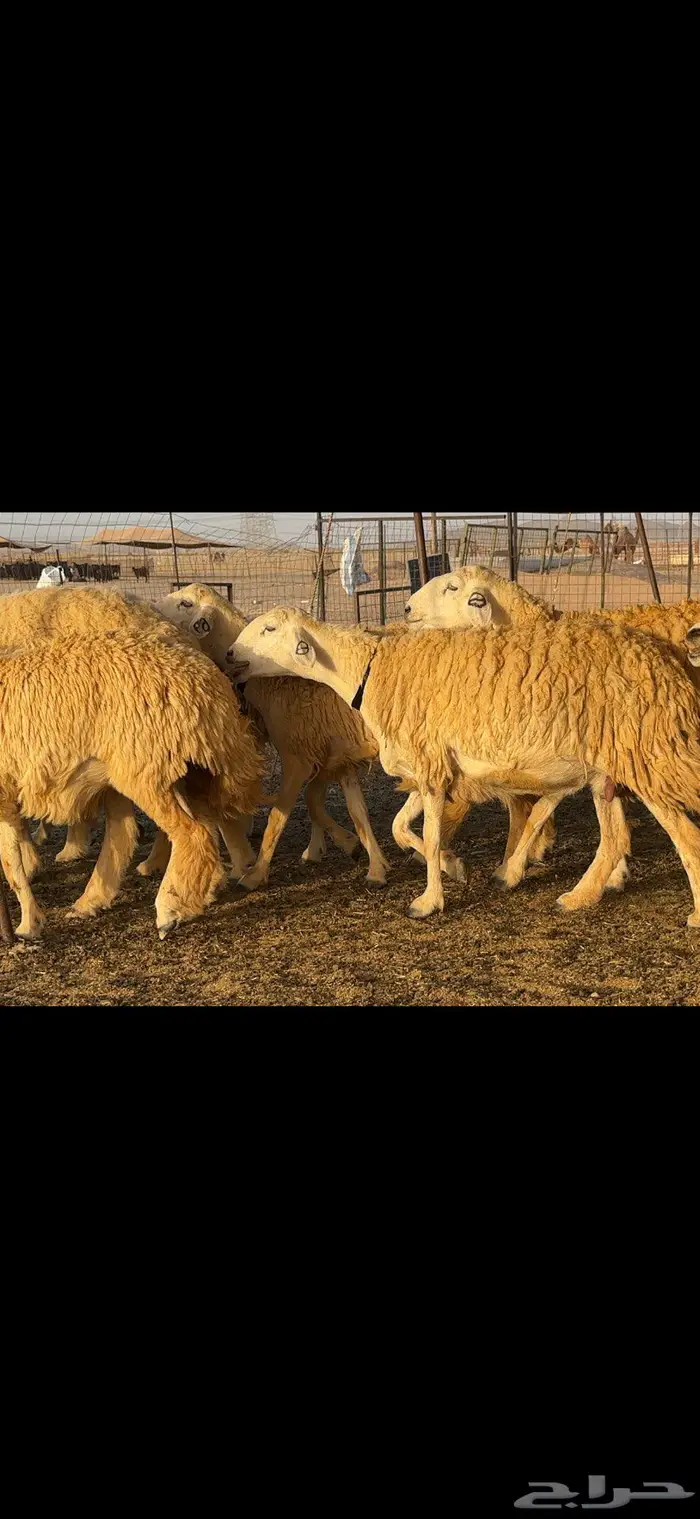 غنم حريات مراح صنف الصنف 16