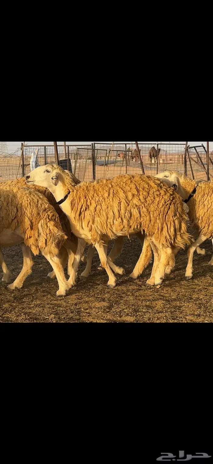 غنم حريات مراح صنف الصنف 17