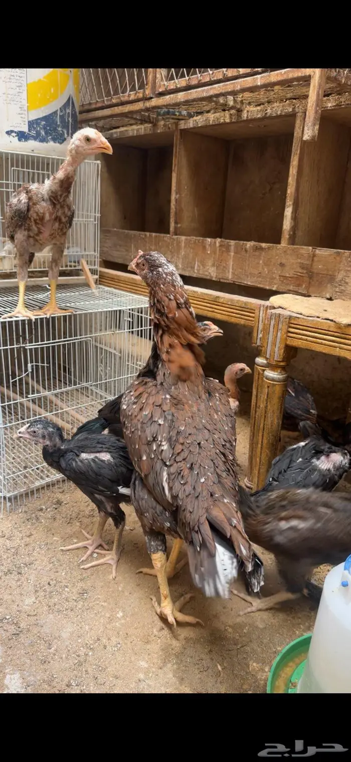 فروخ سندي صافي 1