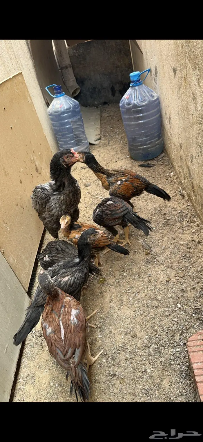 فروخ سندي صافي 3