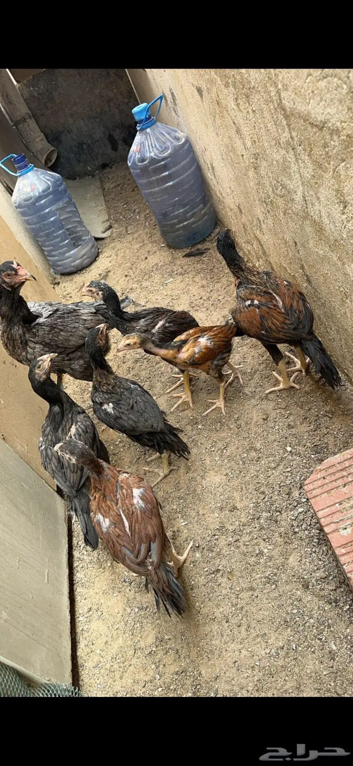 فروخ سندي صافي 4