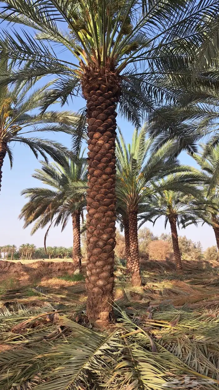 توريد وتركيب النخل والأشجار وتركيب الشبوك بجميع الأنواع في 13