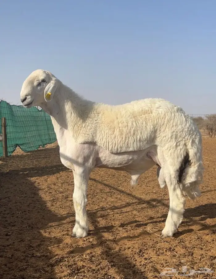 للبيع مشروع فحل حري صنف الصنف 2
