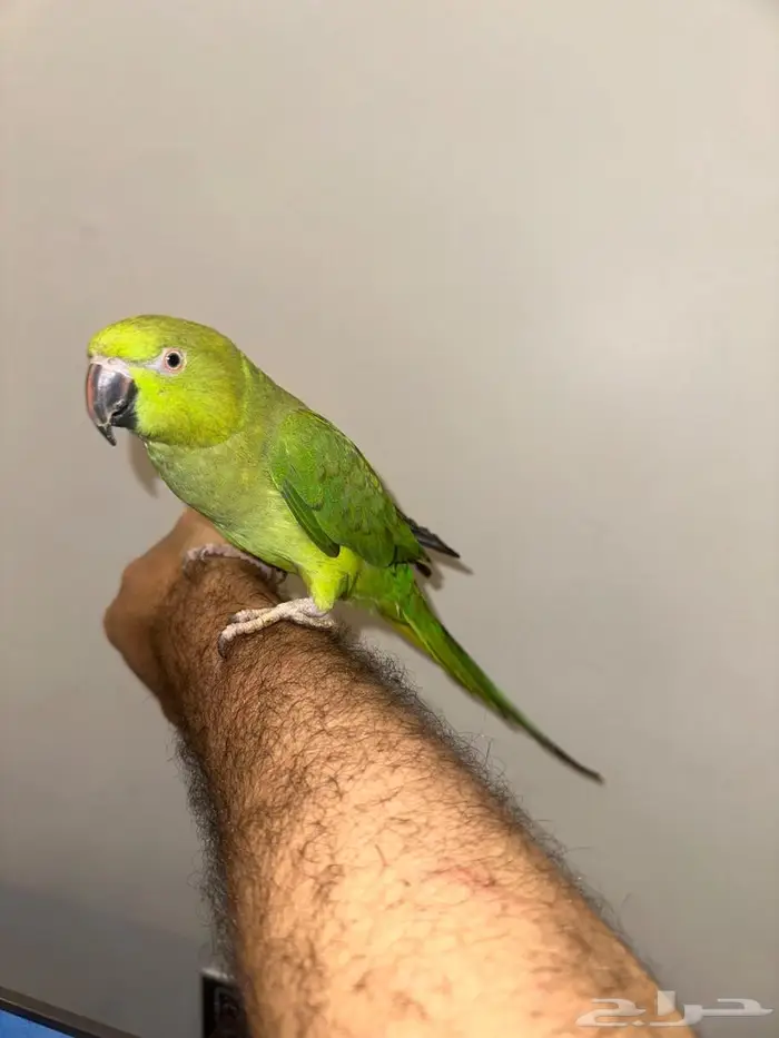 زوج درة منتج 4