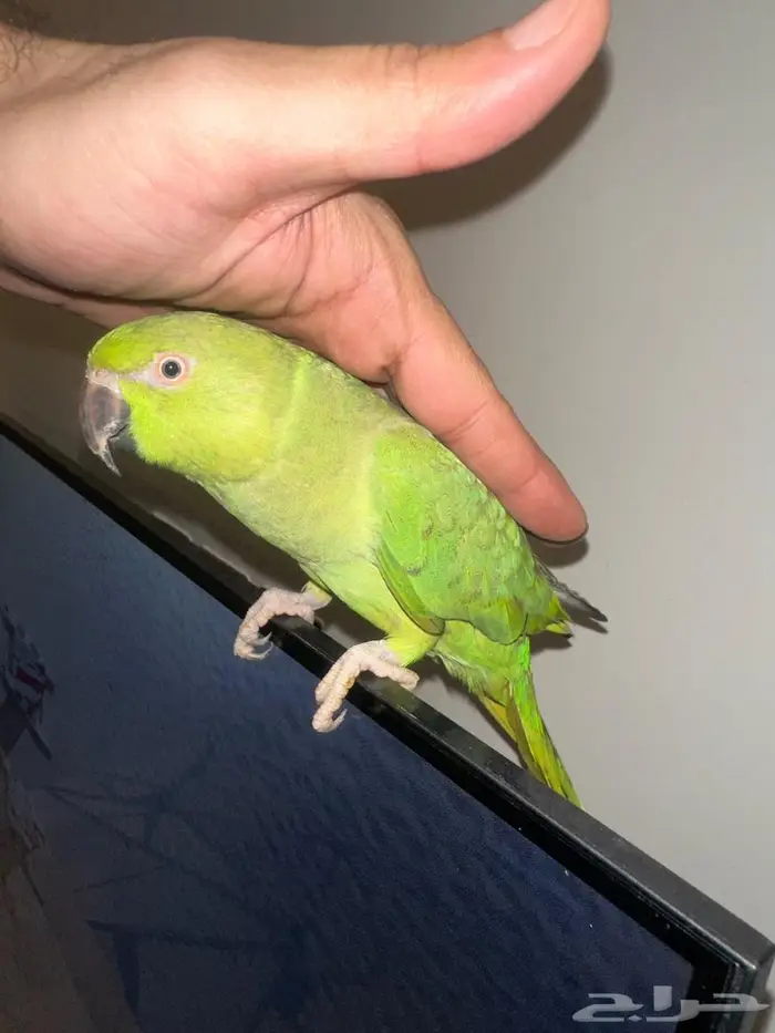 زوج درة منتج 3