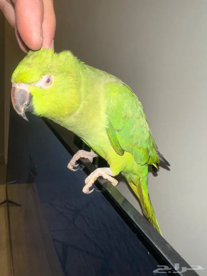 زوج درة منتج 0