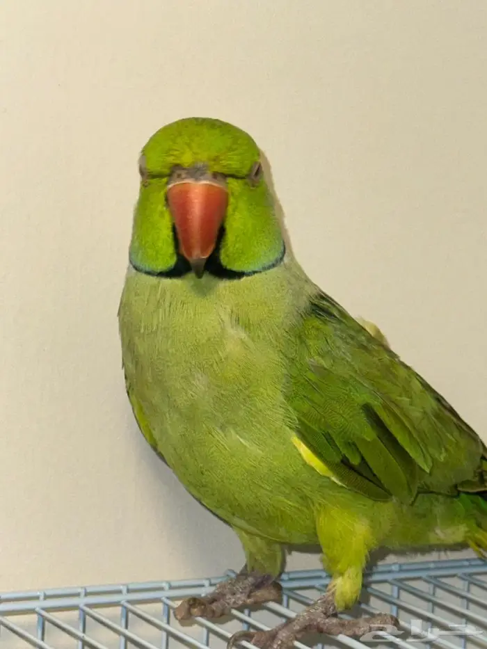 زوج درة منتج 2