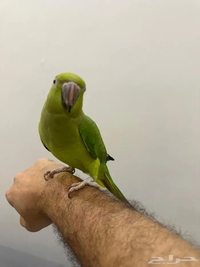 زوج درة منتج 7