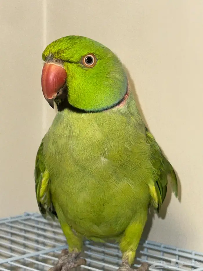 زوج درة منتج 5