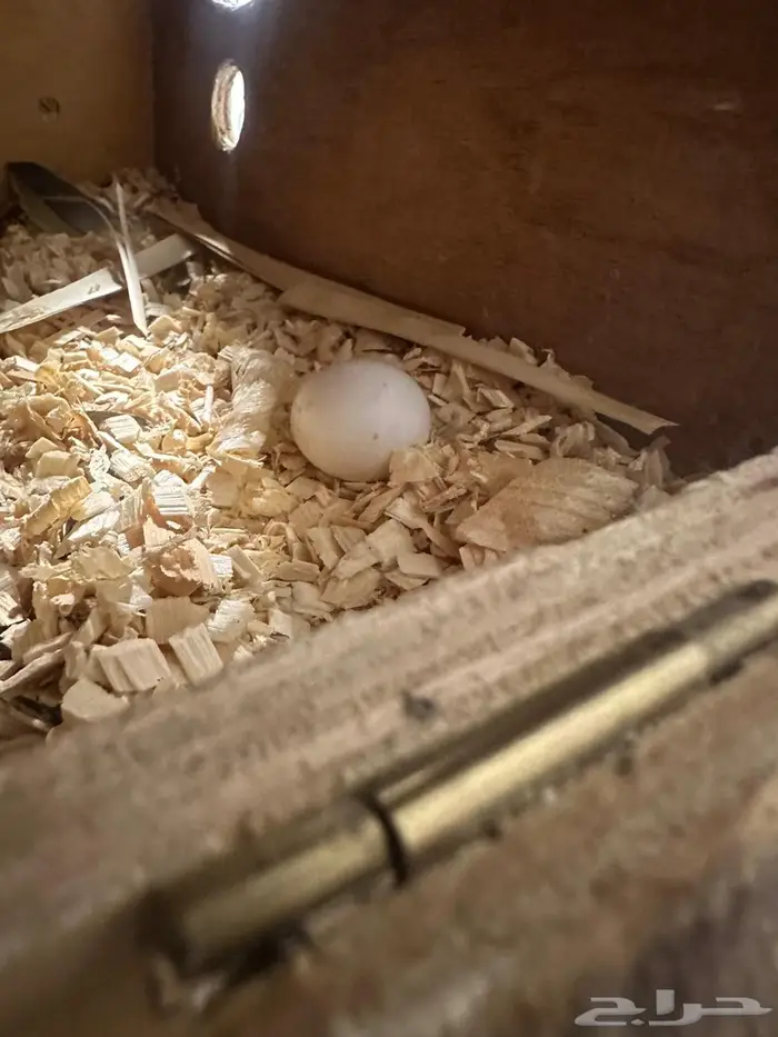 زوج درة منتج 6