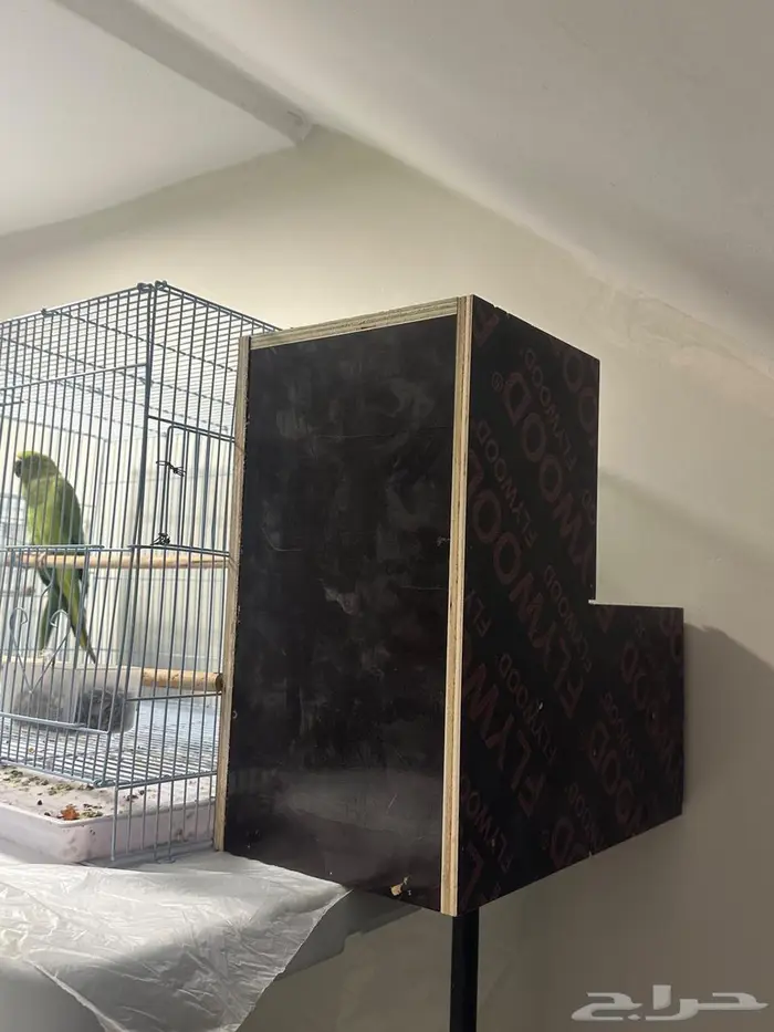 زوج درة منتج 10