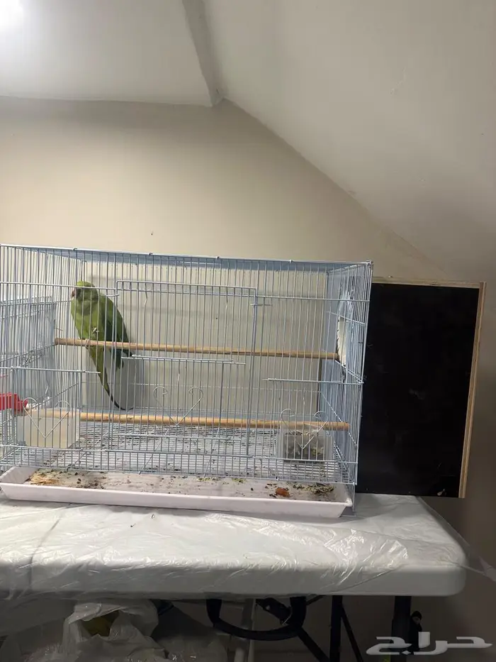 زوج درة منتج 1