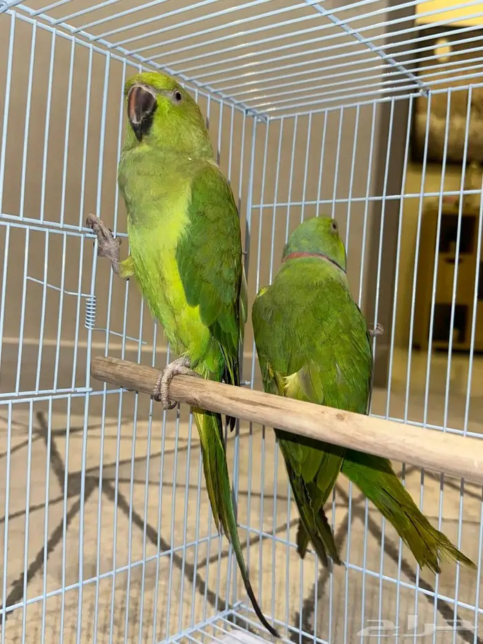 زوج درة منتج 9