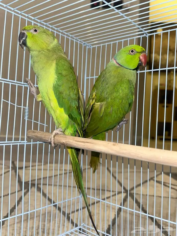 زوج درة منتج 8