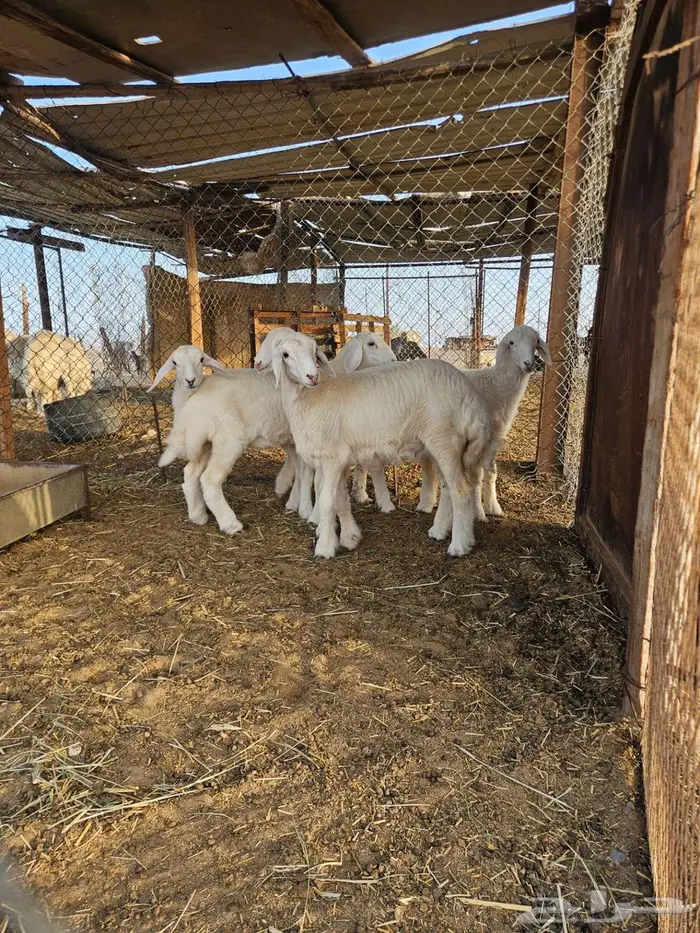 رخال تربية تم البيع 1