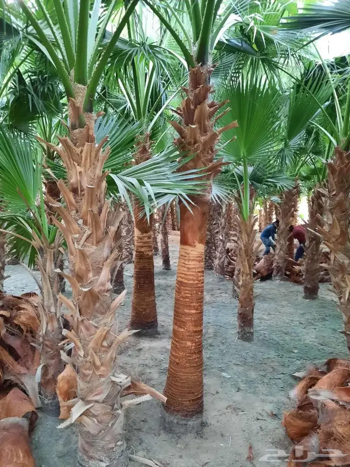 نخل واشنطني واشنطونيا امريكي 3