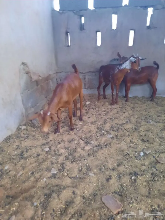جفار محايليه دهم زبده تم البيع 1