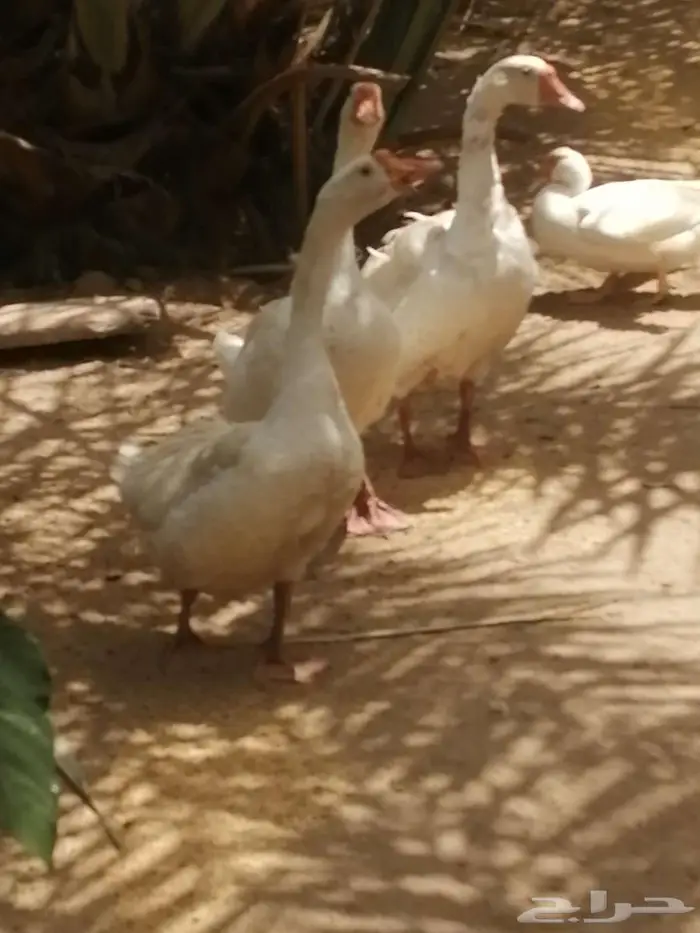 وز عراقي ابيض نوادر ذكور 7