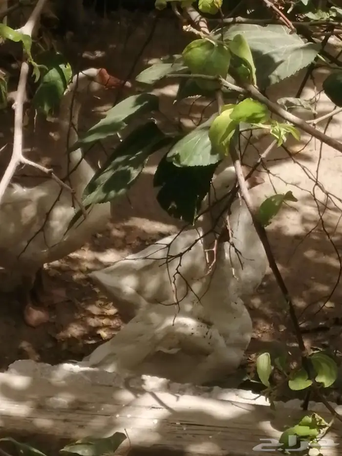 وز عراقي ابيض نوادر ذكور 13