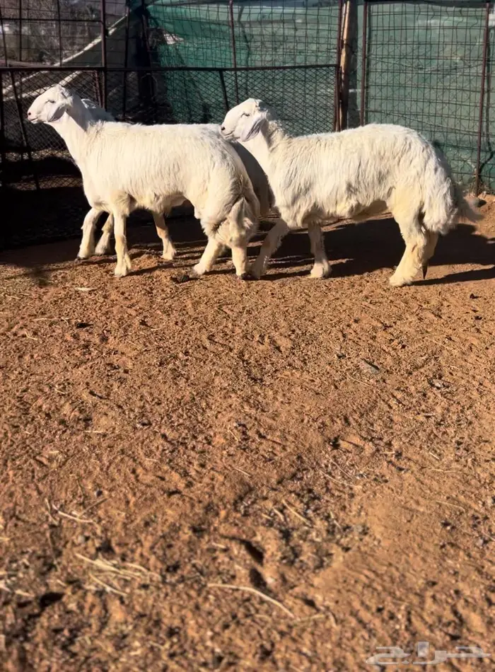 طليان صنف اللي بياخذ فحل ولا ضحيه 4