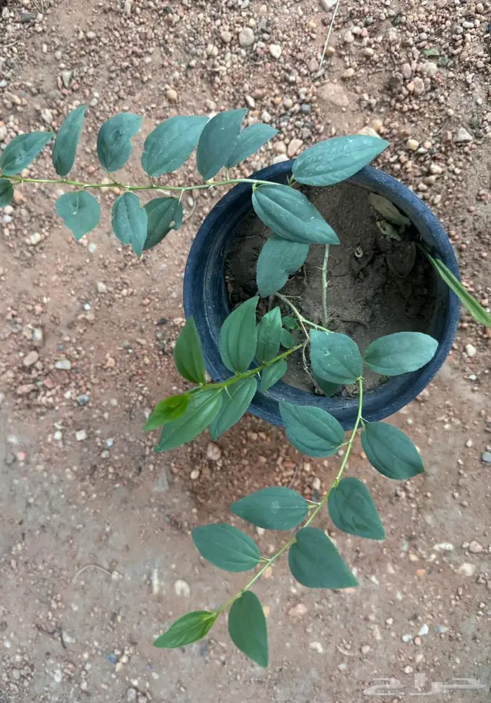 شجره سدر علب لها فوائد وضل 0