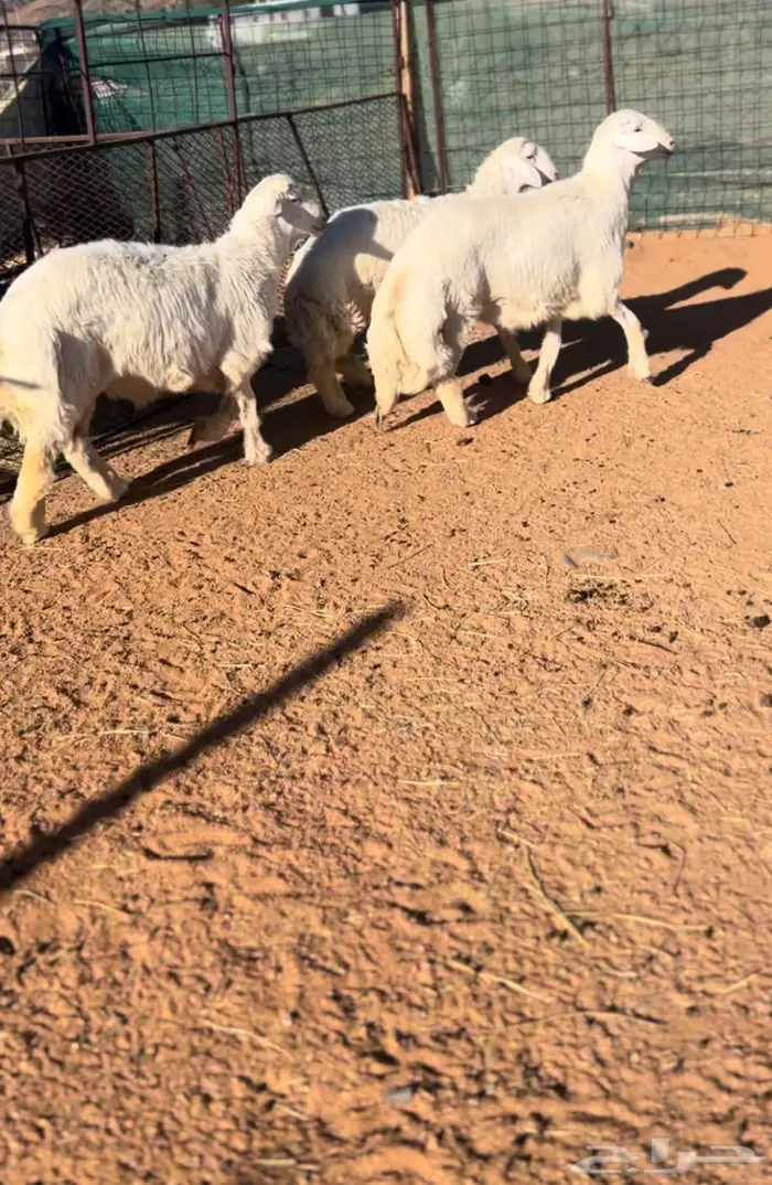 طليان صنف اللي بياخذ فحل ولا ضحيه 2