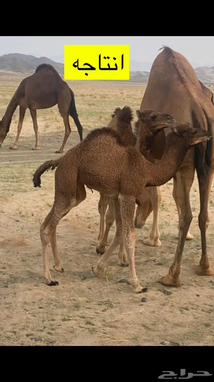 بعير حمر ساحلي ساسه مريري 6