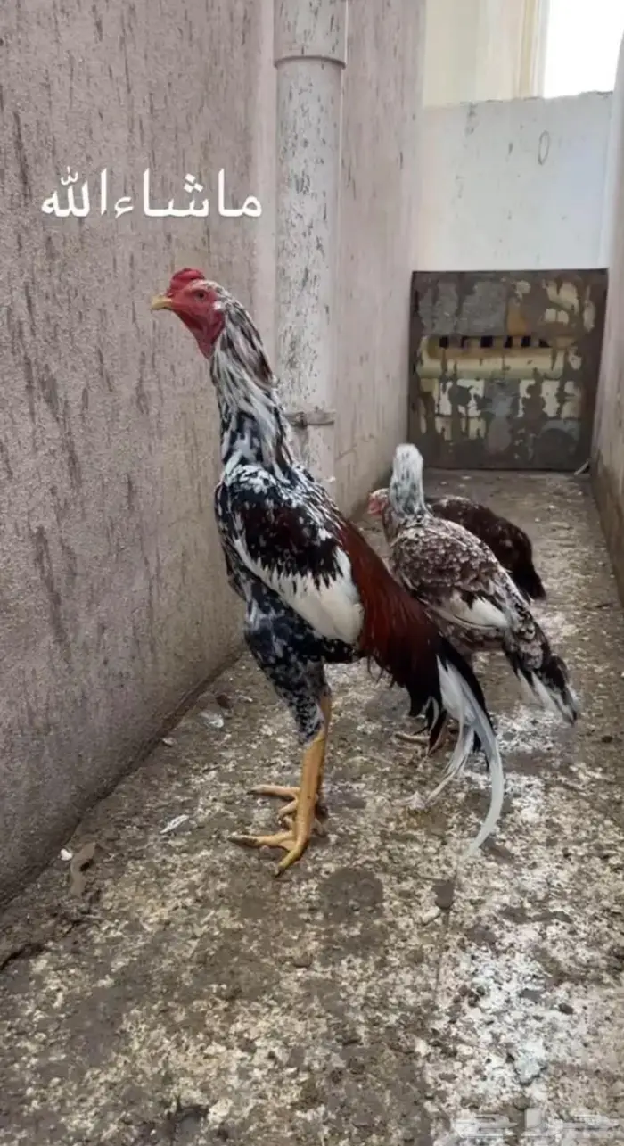 فروخ سندي صافي 0