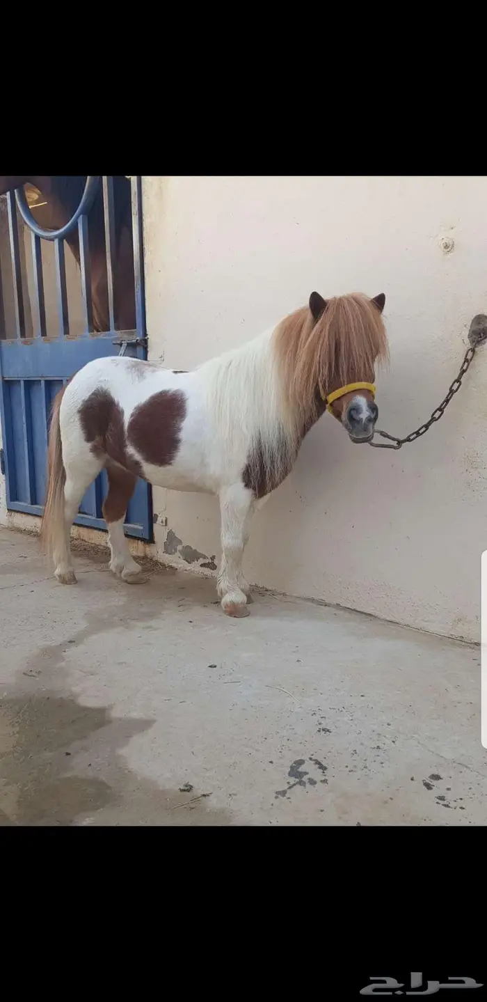 سيسيه قصيره 3