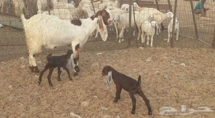 عنز هولنديه جرم وصنف ومبروكه ومتاومه معها 2 تيوس 2