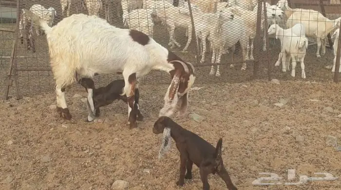 عنز هولنديه جرم وصنف ومبروكه ومتاومه معها 2 تيوس 1