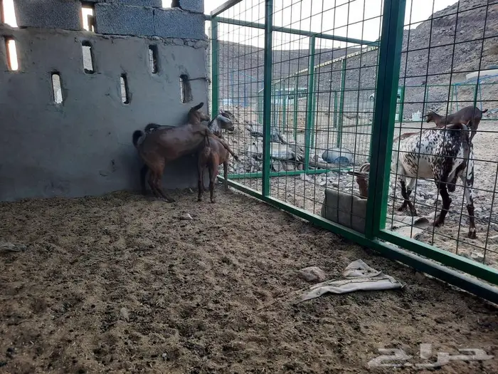 جفار محايليه دهم زبده تم البيع 5