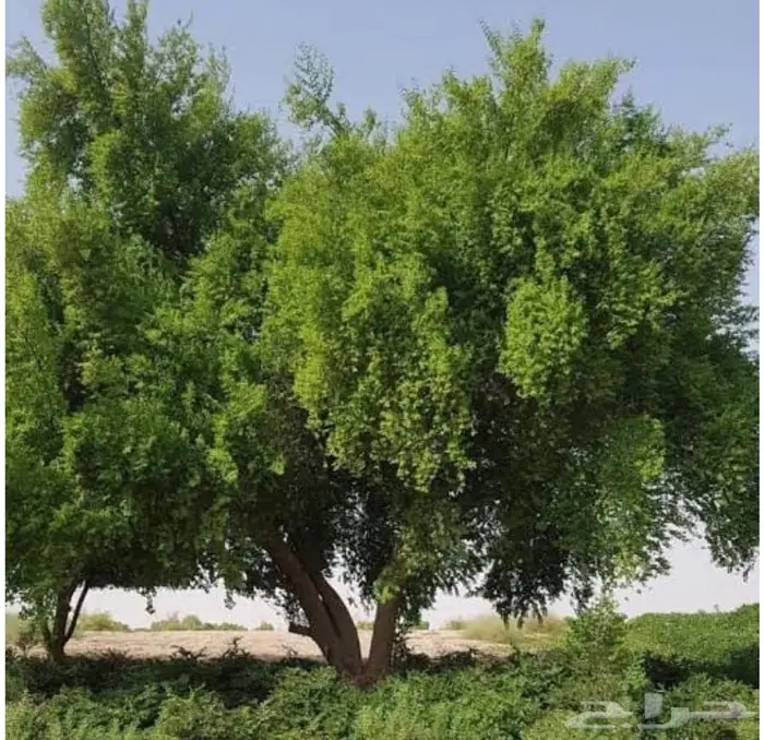 شجره سدر علب لها فوائد وضل 1