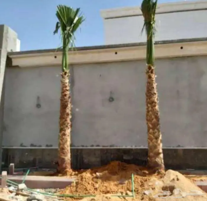نخل واشنطني واشنطونيا امريكي 4