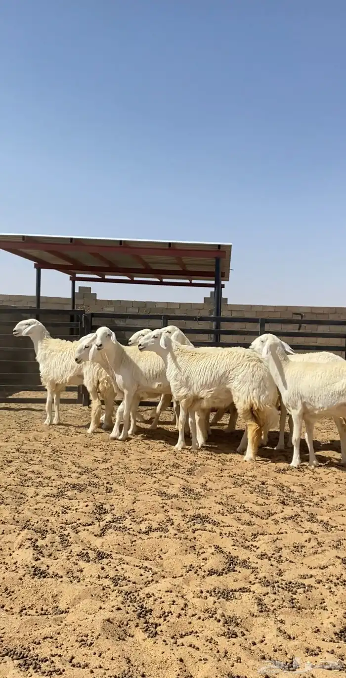 رخال حريات حرش صنف 10 راس( تم البيع ) 2