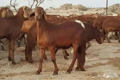 طليان سواكني حمري فل مقفله شحم وطرف 0