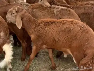 طليان سواكني حمري فل مقفله شحم وطرف 1
