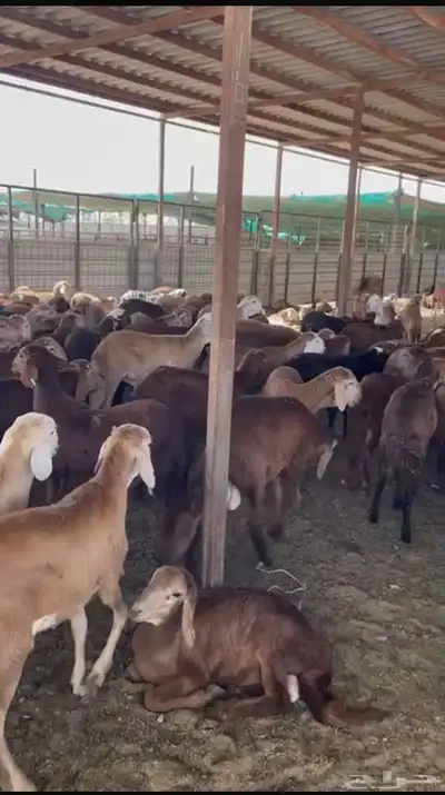 طليان سواكني حمري فل مقفله شحم وطرف 4